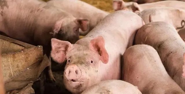 猪肉价格下跌_大蒜价格下跌_中国第一农产品价格网