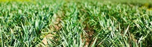 大蒜价格下跌_中国第一农产品价格网_猪肉价格下跌