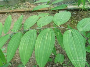 《姜形黄精：揭秘高效种植技术，开启养生新篇章》