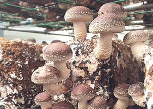 菌菇种植，绿色农业的新星——揭秘高效菌菇种植技术
