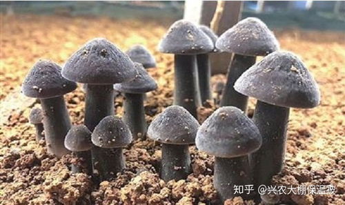 《探秘鸡枞菌种植：揭开自然馈赠的秘密》