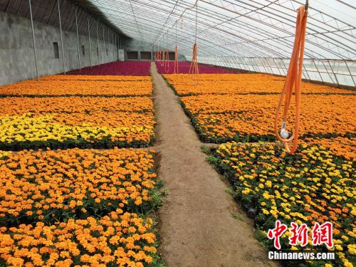《自然之美，花漾生活——花卉种植技术全解析》