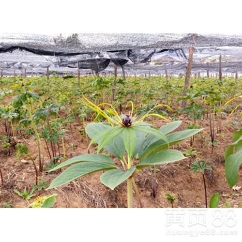 《探秘重楼种植：揭秘重楼图片背后的种植奥秘》