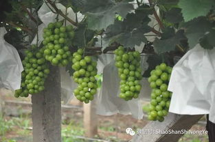 葡萄种植管理技术革新：揭秘高效丰收的秘密武器