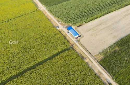 揭秘油葵种植秘籍：亩产量翻番，你准备好了吗？