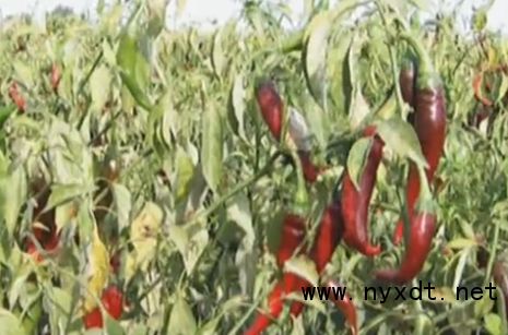 《小米辣椒种植技术揭秘：如何种出美味又健康的辣椒？》