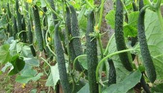 《揭秘大棚黄瓜高产密码：掌握关键技术，产量翻番不是梦！》