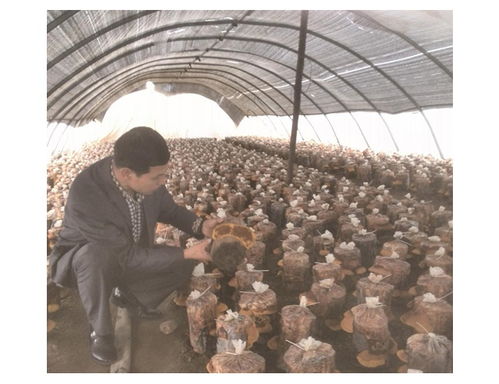 揭秘桑黄种植：如何在家打造天然养生宝库？