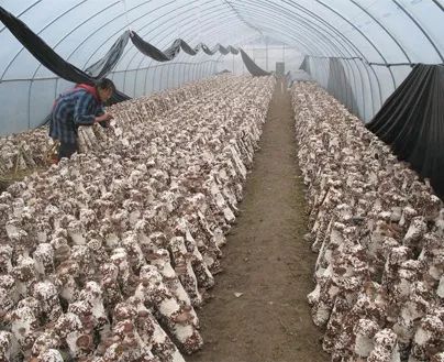 松茸菌种植技术揭秘：如何培育出大自然的珍馐美味？