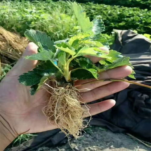 【深度解析】如何高效种植凤梨苗？揭秘成功种植的秘密！