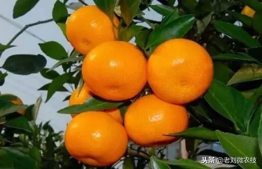 揭秘橘子树种植秘诀：如何打造丰收果园？