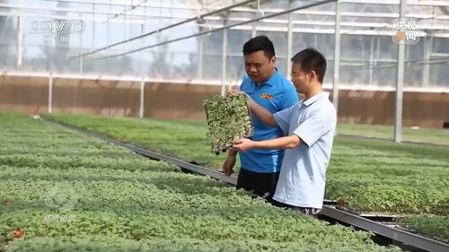 盐碱地大豆种植技术突破：如何让“荒地”变“宝地”