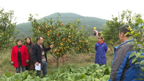 沃柑种植新篇章：揭秘苗木沃柑的高效种植技术