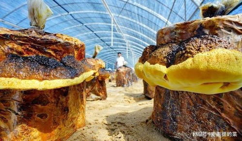 桑黄种植技术揭秘：揭秘桑黄产业新机遇