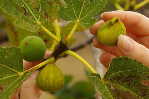 无花果种植技术哪家强？揭秘学习无花果种植的五大途径