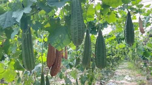露天丝瓜种植技术揭秘：如何打造高产高效丝瓜田？