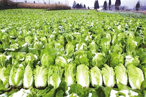 秋白菜种植技术与管理：如何打造丰收的“菜园子”