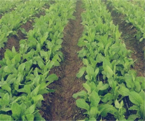 昆明莴笋种植新攻略：科技助力，高产无忧