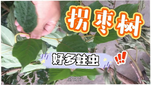 揭秘拐枣树种植奥秘：如何打造高效益果林？
