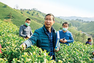探秘浙江安吉白茶种植技术：传承与创新，品质提升之道