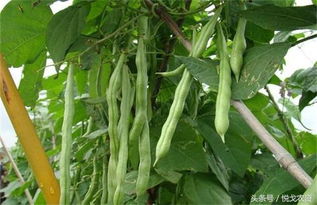 《四季豆种植与管理：揭秘高效高产的秘密武器》