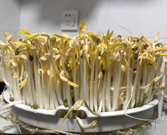 绿色豆芽菜种植革命：揭秘高效生态种植技术