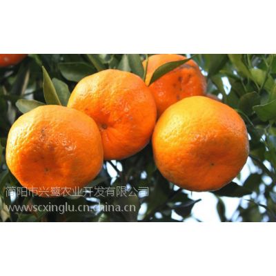揭秘大雅柑橘种植秘籍：科技赋能，品质先行