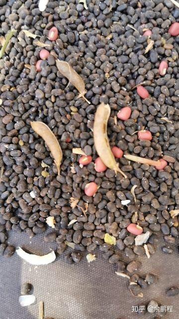 《黑小豆种植技术揭秘：如何提升产量与品质？》