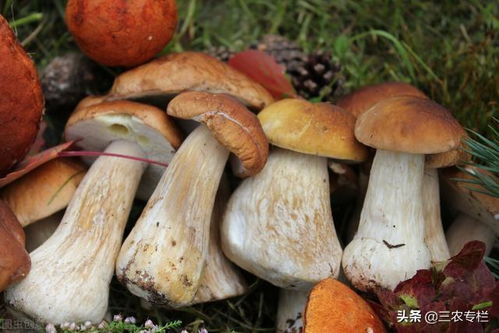 《野生食用菌的田园新生：揭秘高效种植技术之道》