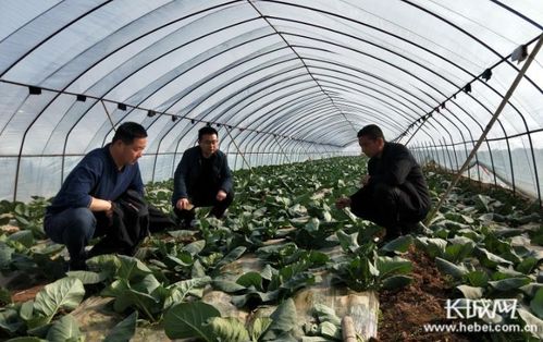 小棚蔬菜种植技术大全：揭秘高效、环保的种植秘诀