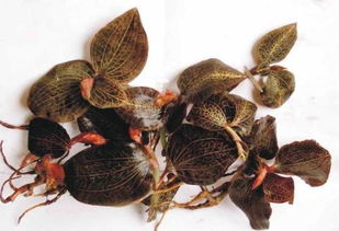 金线莲种植秘籍：揭秘高效种植技术，开启致富之门！