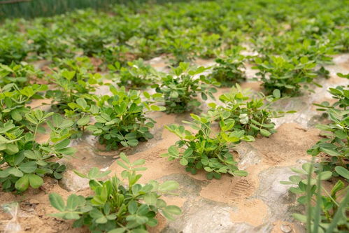《揭秘科学种植花生：如何提升产量与品质？》
