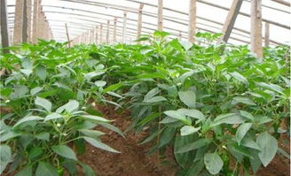 辣椒大棚种植技术揭秘：如何提高产量与品质？