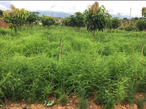 揭秘天冬种植奥秘：专家级视频教程助你一臂之力