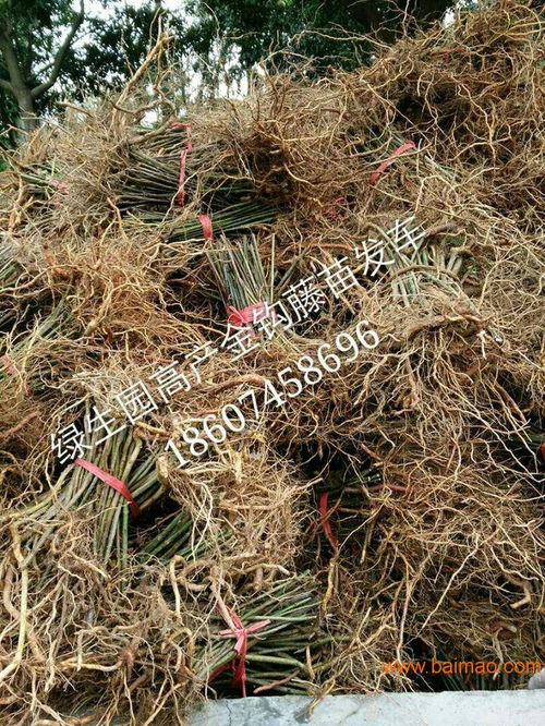 《钩藤种植：揭秘高效益的绿色产业密码》