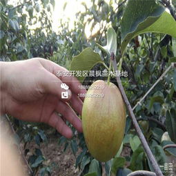 揭秘梨种植技术与管理之道：如何提升产量与品质？