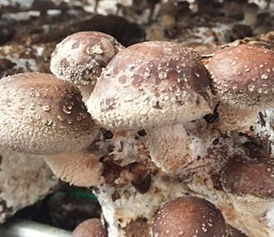 食用菌种植新篇章：揭秘前沿技术助力产业升级