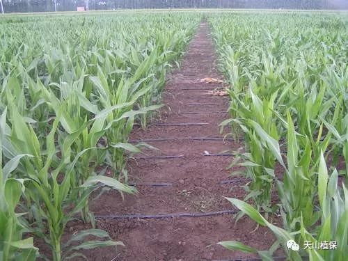 《玉米种植新篇章：揭秘高效栽培技术，助力丰收之路》