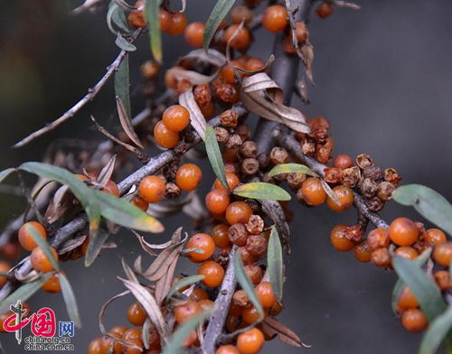 沙棘盆栽种植攻略：如何在都市中培育出“沙漠中的黄金”