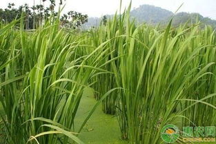 《茭白种植：揭秘高效益背后的种植技术秘诀》