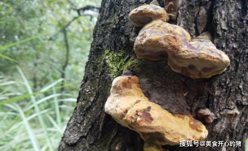 揭秘桑黄椴木种植秘诀：一场关于生态农业的绿色革命