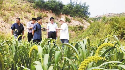 谷子种植新技术的革命：揭秘如何让传统作物焕发新生