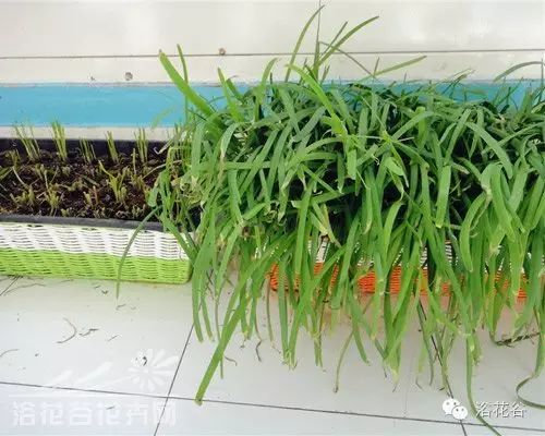 韭菜种植攻略：如何轻松培育出优质高产的韭菜？