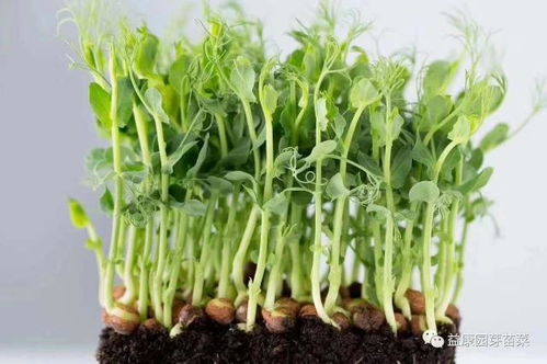 芽苗菜种植新篇章：揭秘高效芽苗菜培育技术