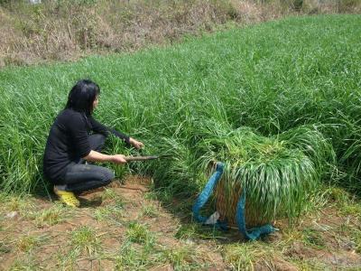 《玉米草种植技术揭秘：如何实现高效、环保的绿色农业？》