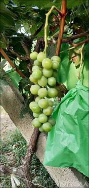 【深度解析】如何打造完美玫瑰花园——玫瑰花种植技术全攻略