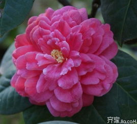 茶花种植：掌握这五大技术，让您的花园绽放独特魅力