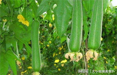 揭秘绿色产业新宠——黄色丝瓜种植技术指南