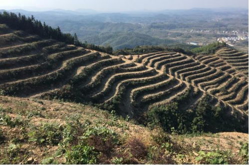 油茶种植新篇章：技术革新与产业前景展望
