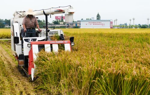 北方大田种植技术革新：揭秘提升产量与品质的秘密武器
